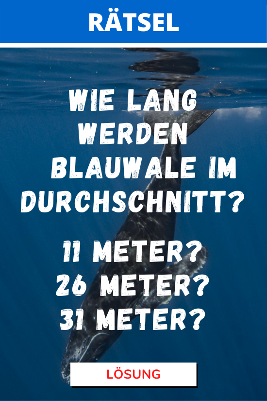 Wie lang werden Blauwale im Durchschnitt? Rätsel